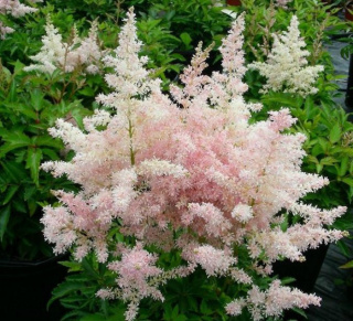 ASTIL EUROPA ROZE 55cm - D