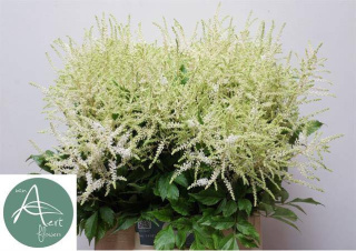 ASTILBE JA WASHINGTON 50cm - D