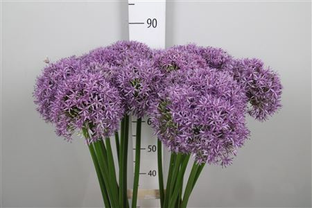 Allium Globemaster 90cm - D