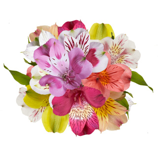 Alstroemeria Mix Perfection 85cm - Kolumbia 26DM