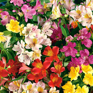 Alstroemeria Mix Perfection 85cm - Kolumbia 26DM