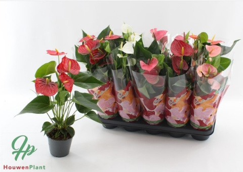 Anthu An Gem 4 kl 40cm/d12 - PROMO