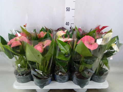 Anthu An Gem 4 kl 40cm/d12 - PROMO