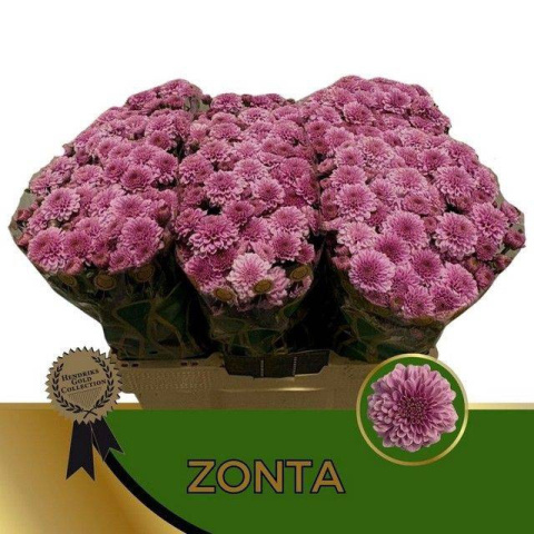 CHR S ZONT 55cm - D