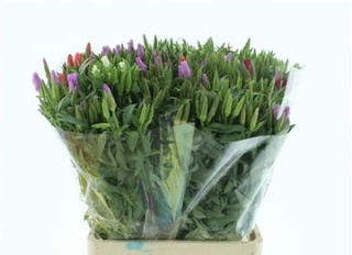 CLARKIA AM GEM IN BS 60cm - D