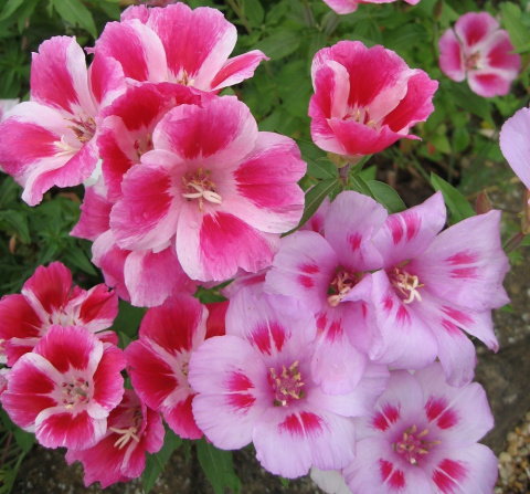 CLARKIA AM GEM IN BS 60cm - D