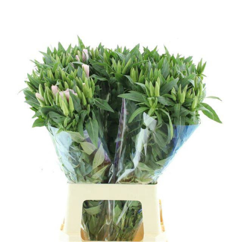 CLARKIA AM GEM IN BS 60cm - D