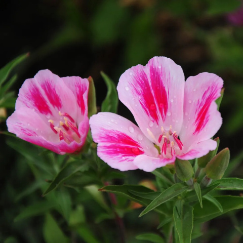 CLARKIA AM GEM IN BS 60cm - D