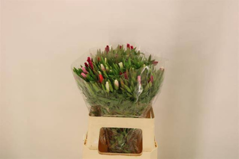 CLARKIA AM GEM IN BS 60cm - D