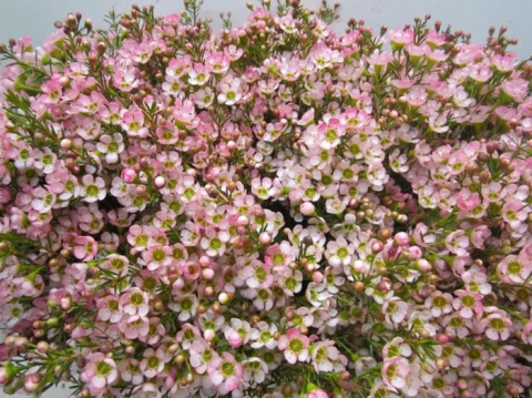 Chame Rose L 70cm - D