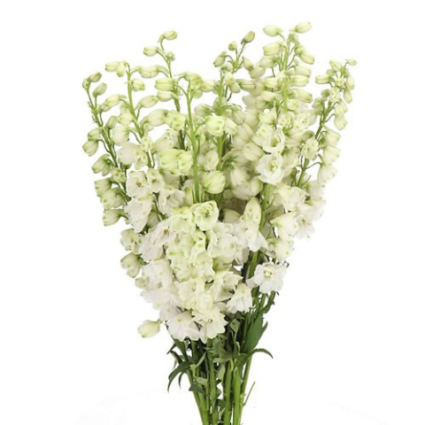 DELPH DU AURORA WHIT 70cm - D