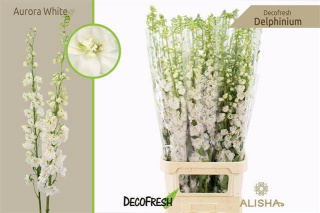 DELPH DU AURORA WHIT 120cm - D