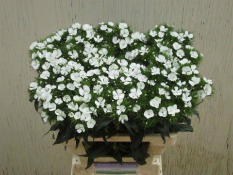 DI BARB S WILL WHITE 60cm - D