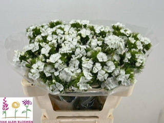 DI BARB S WILL WHITE 60cm - D