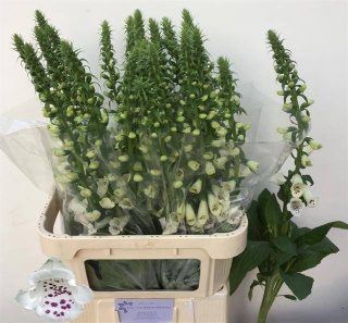 Digi Camelot White 80cm - D
