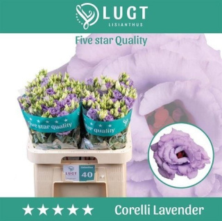 EUS G CORELLI LAVEND 70cm - PROMO