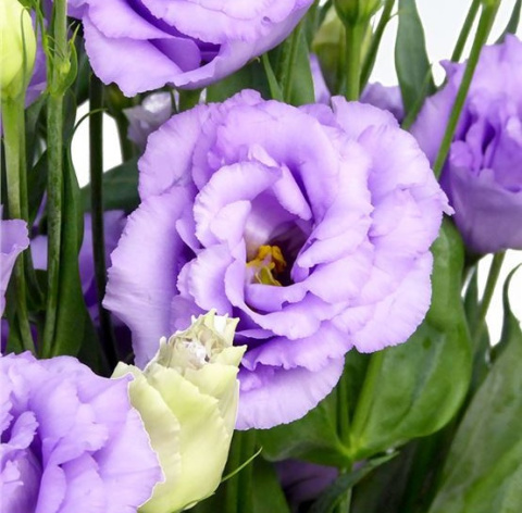 EUS G CORELLI LAVEND 70cm - PROMO