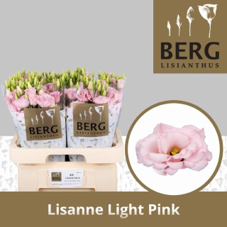 EUS G LISANNE L PINK 70cm - D
