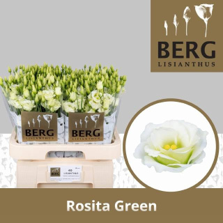 EUS G ROSI GREEN 72cm - D