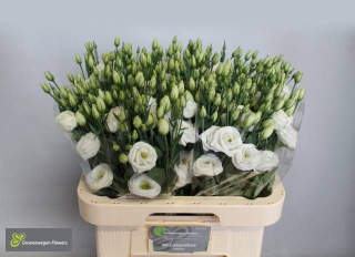 EUS G ROSI WHITE 70cm - D