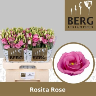 EUS G ROSITA PINK 72cm - PROMO