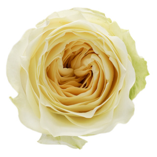 Ecuador - R Buttercup 50cm