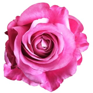 Ecuador - R All for Love 50cm 26DM