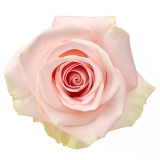 Ecuador - R BLESSING 60cm 26DM