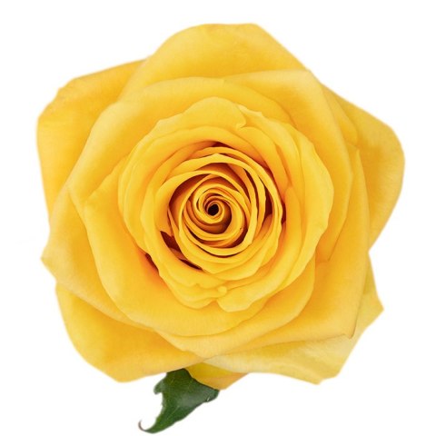 Ecuador - R Bumblebee 60cm 26DM Ecuador - R Bumblebee 60cm 26DM