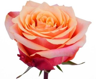 Ecuador - R Cherry Brandy 50cm 26DM