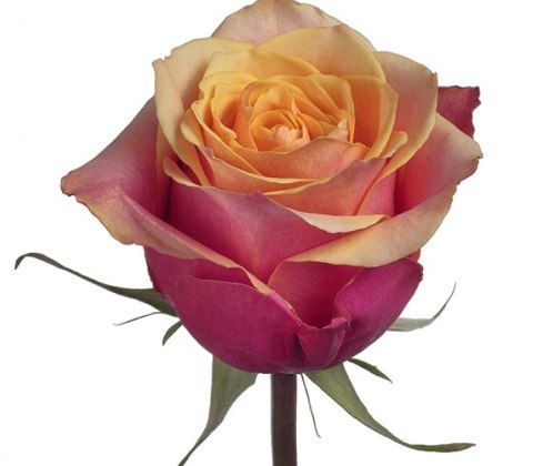 Ecuador - R Cherry Brandy 50cm 26DM Ecuador - R Cherry Brandy 50cm 26DM
