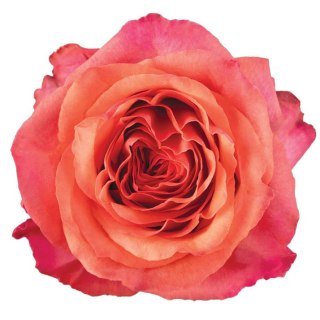 Ecuador - R Constanza 50cm 26DM