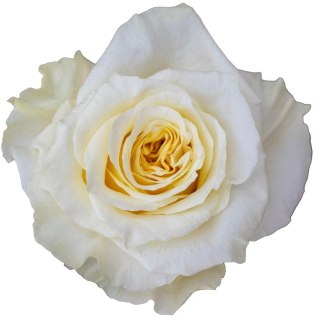 Ecuador - R Cream Shimmer 50cm 26DM