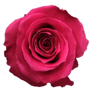 Ecuador - R FULL MONTY 50cm 26DM