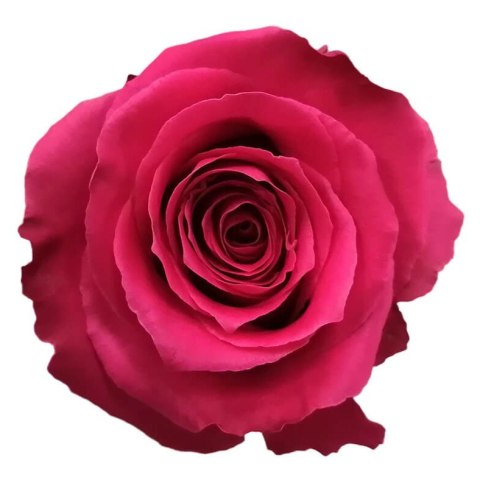 Ecuador - R FULL MONTY 50cm 26DM Ecuador - R FULL MONTY 50cm 26DM