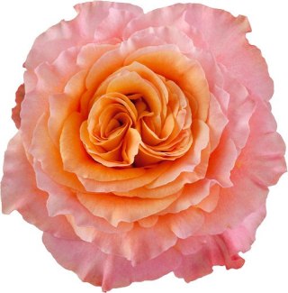 Ecuador - R Free Spirit 50cm 26DM