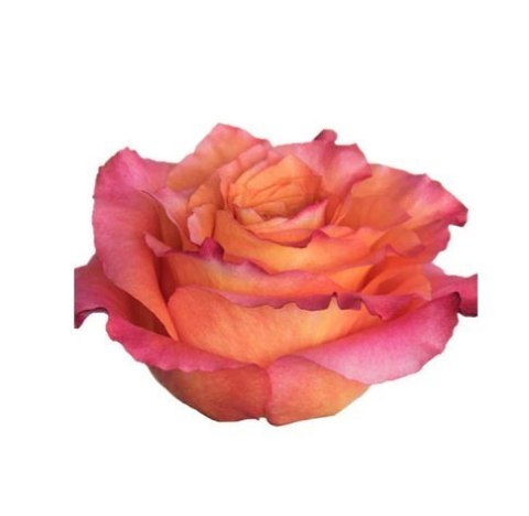Ecuador - R Free Spirit 50cm 26DM