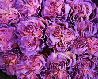 Ecuador - R GR Alys Rose TINTED 60cm 26DM