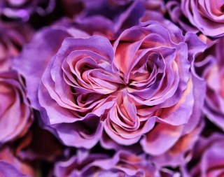 Ecuador - R GR Alys Rose TINTED 60cm 26DM