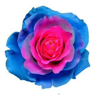 Ecuador - R GR Barbie Star TINTED 60cm 26DM
