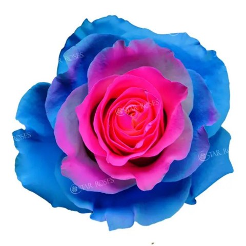 Ecuador - R GR Barbie Star TINTED 60cm 26DM Ecuador - R GR Barbie Star TINTED 60cm 26DM