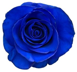 Ecuador - R GR Blue Mondial TINTED 60cm 26DM