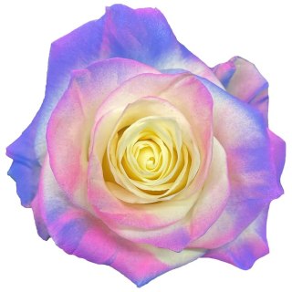 Ecuador - R GR COTTON CANDY Pink-blue Light TINTED 60cm 26DM
