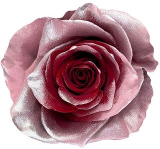 Ecuador - R GR GRACEFUL TINTED 60cm 26DM
