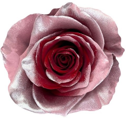 Ecuador - R GR GRACEFUL TINTED 60cm 26DM Ecuador - R GR GRACEFUL TINTED 60cm 26DM