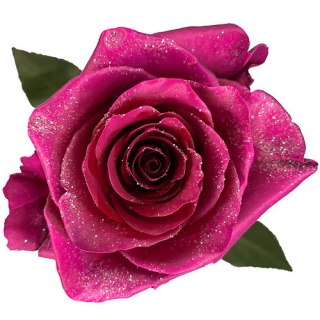 Ecuador - R GR ICE PINK TINTED 60cm 26DM
