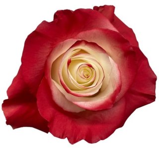 Ecuador - R GR Kiss Me TINTED 60cm 26DM