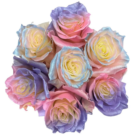 Ecuador - R GR LOVING TINTED 60cm 26DM Ecuador - R GR LOVING TINTED 60cm 26DM