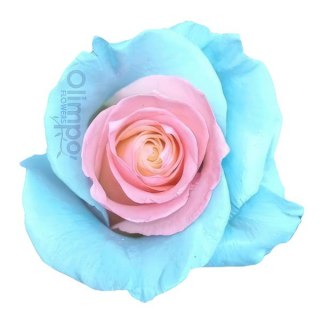 Ecuador - R GR Ligth Blue and Soft Pink TINTED 60cm 26DM