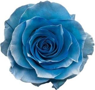 Ecuador - R GR Ocean Mist / Ligth Blue TINTED 60cm 26DM